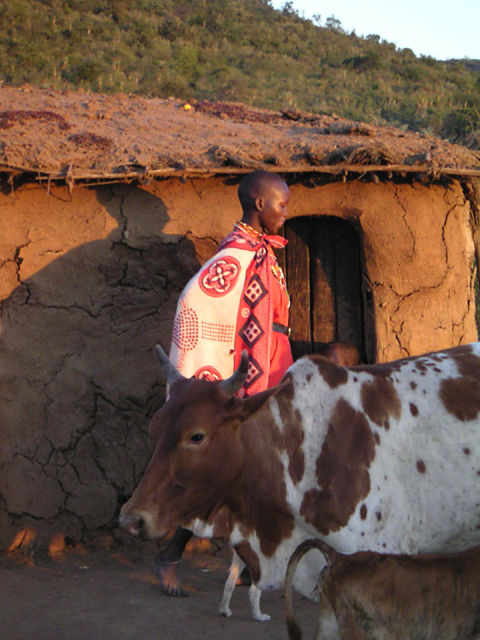 Cow in village.
