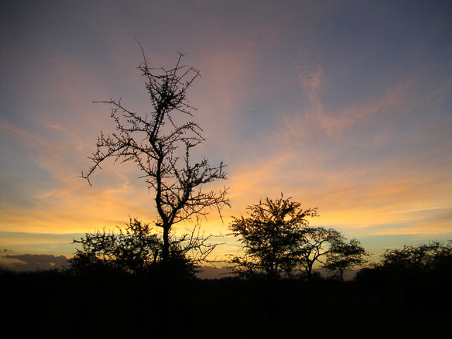 Serengeti Sunrise.
