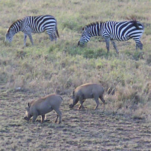 Zebras and warthogs.