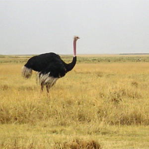 Ostrich.